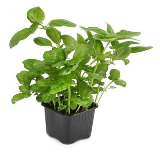 Picture of Basil (pot)