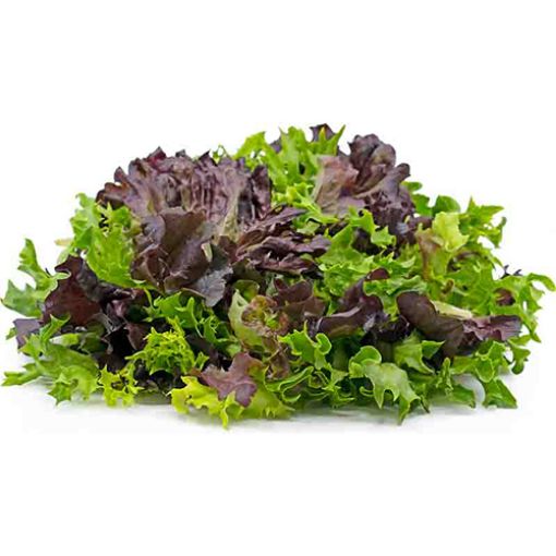Picture of Living Head Lettuce